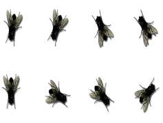 Flies PNG Photos