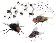 Flies PNG Transparent Image
