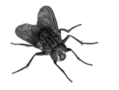 Flies Transparent PNG