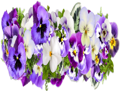 Flower, Nature, Blossom, Garden, Petal PNG
