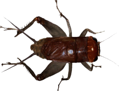 Fly Insect, Winged Creature, Pest Species, Insect Behavior, Ecosystem Impact PNG