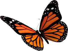 Flying Butterflies PNG Clipart