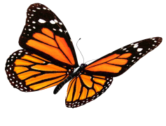 Flying Butterflies PNG Transparent Image