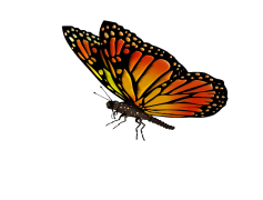 Flying Butterflies Transparent PNG