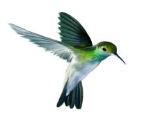 Flying Hummingbird, Beauty, Bird, Nature, Nectar PNG