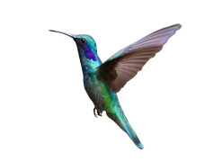 Flying Hummingbird, Colorful, Wings, Beauty, Nectar PNG