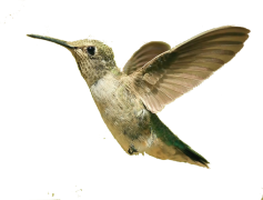 Flying Hummingbird, Fast, Graceful, Nature, Nectar PNG
