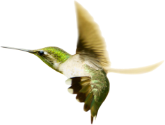 Flying Hummingbird, Motion, Nectar, Nature, Bird PNG