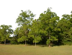 Forest, Nature, Ecosystem, Wildlife, Wilderness PNG