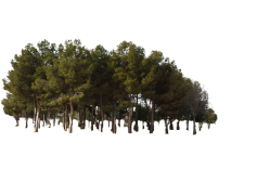 Forest, Nature, Environment, Trees, Ecosystem PNG