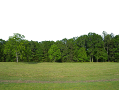 Forest, Nature, Habitat, Wildlife, Ecosystem PNG