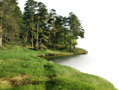 Forest, Trees, Greenery, Wilderness, Wildlife PNG