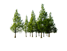 Forest, Wilderness, Trees, Ecosystem, Nature PNG