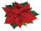 Fresh Poinsettias, Floral Arrangements, Christmas Decorations, Seasonal Blooms, Holiday Plants PNG