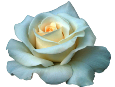 Full Grown White Rose PNG