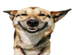 Funny Dog, Comical Pooch, Witty Doggo, Hilarious Canine, Silly Furry Friend PNG