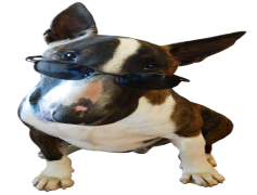 Funny Dog, Mischievous, Humor, Cute, Comical PNG