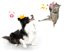 Funny Dog, Silly Hound, Comical Pet, Cute Canine, Playful Pup PNG