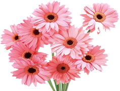 Gerbera, Colorful, Nature, Garden, Flower PNG