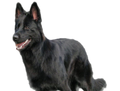 German Shepherd, Intelligent Breed, Active Canine, Working Dog, Obedient Pet PNG