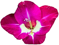 Gladiolus, Bloom, Ornamental, Colorful, Perennial PNG