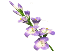 Gladiolus, Flower, Garden, Bloom, Colorful PNG