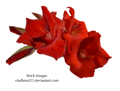 Gladiolus, Garden, Petals, Colorful, Nature PNG