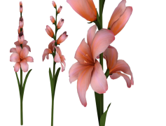 Gladiolus, Perennial, Flower, Garden, Colorful PNG