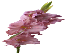 Gladiolus, Seasonal, Bloom, Elegant, Colorful PNG