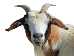 Goat Head, Artistic Representation, Animal Skull, Mystical Charm, Cultural Significance PNG