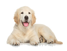Golden Retriever, Affectionate, Loyal, Friendly, Intelligent PNG