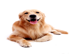 Golden Retriever, Family, Companion, Playful, Friendly PNG