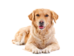 Golden Retriever, Family, Energetic, Companion, Playful PNG