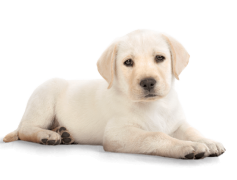 Golden Retriever, Friendly, Playful, Gentle, Intelligent PNG