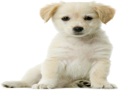 Golden Retriever, Intelligent, Friendly, Active, Affectionate PNG