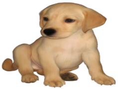 Golden Retriever, Loyal, Family-Friendly, Friendly, Intelligent PNG
