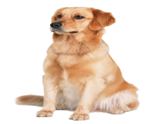 Golden Retriever, Loyal, Gentle, Family, Friendly PNG