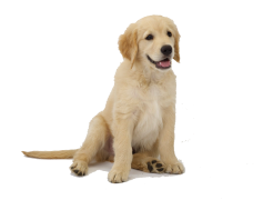 Golden Retriever, Loyal, Playful, Friendly, Companion PNG