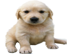 Golden Retriever No, Friendly Pet, Playful Canine, Cute Dog, Gentle Nature PNG