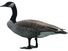 Goose, Animal, Bird, Feathered, Flight PNG
