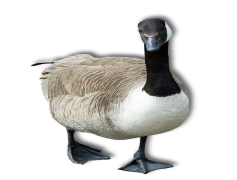 Goose, Waterfowl, Feather, Wildlife, Bird PNG