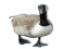 Goose, Waterfowl, Feather, Wildlife, Bird PNG