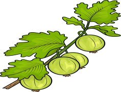 Gooseberry, Fruit, Jam, Tart, Berry PNG
