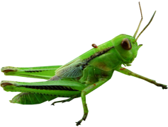 Grasshopper, Nature, Outdoor, Jumping, Insect PNG