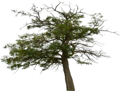 Halloween Tree, Ghostly, Jack-O-Lantern, Spooky, Harvest PNG