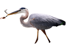 Herons, Conservation, Birds, Elegance, Habitat PNG