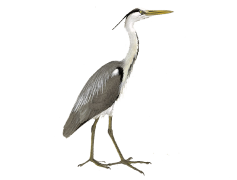 Herons, Elegance, Wildlife, Avian, Wetlands PNG