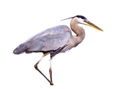 Herons, Nature, Habitat, Birds, Ecosystem PNG