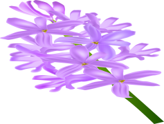 Hyacinth, Perennial, Plant, Colorful, Garden PNG