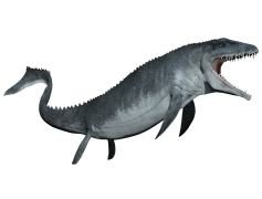 Ichthyosaur, Reptile, Fossil, Extinct, Predator PNG